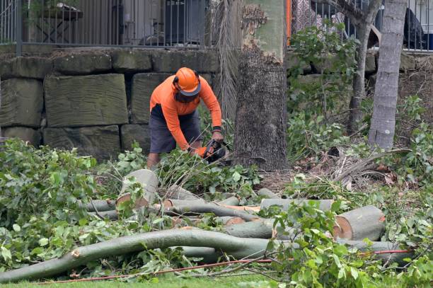 Best Storm Damage Tree Cleanup  in Callaway, MD