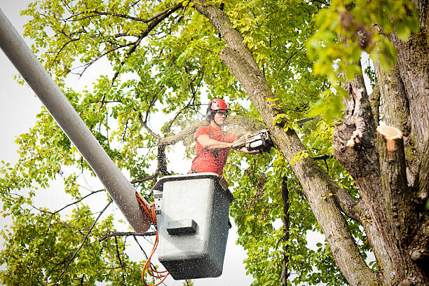 Best Hedge Trimming  in Callaway, MD