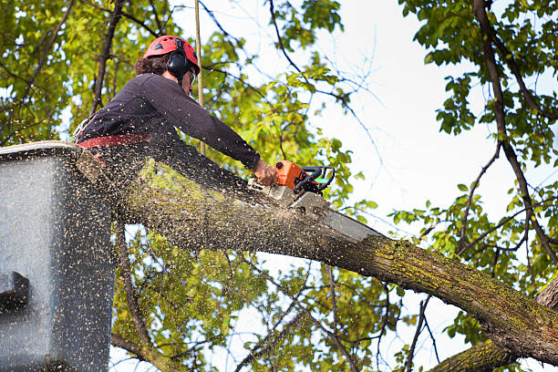 Best Weed Control  in Callaway, MD